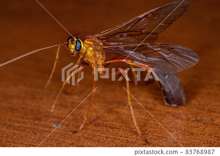 Adult Short-tailed Ichneumonid Wasp Adult Short-tailed Ichneumonid Wasp 83768987
