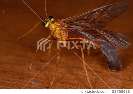 Adult Short-tailed Ichneumonid Wasp Adult Short-tailed Ichneumonid Wasp 83768988