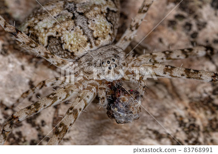 Adult Longspinneret Spider Adult Longspinneret Spider 83768991