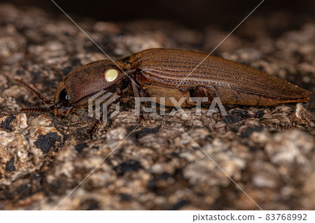 Adult Fire Click Beetle Adult Fire Click Beetle 83768992