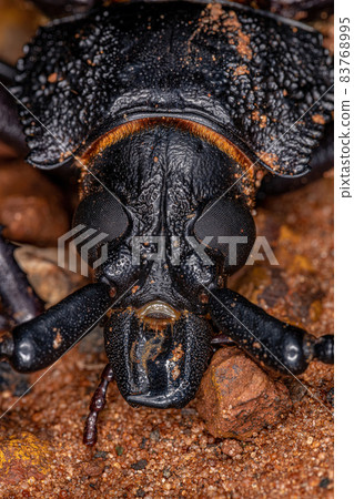 Adult Giant Prionid Beetle 83768995