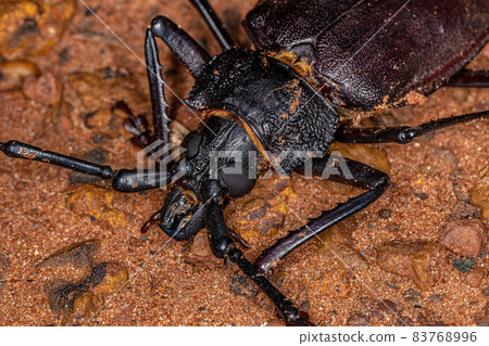 Adult Giant Prionid Beetle 83768996