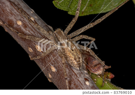Adult Female Running Crab Spider 83769010