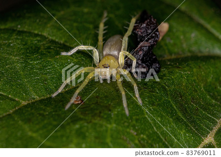 Small Green Ghost Spider 83769011