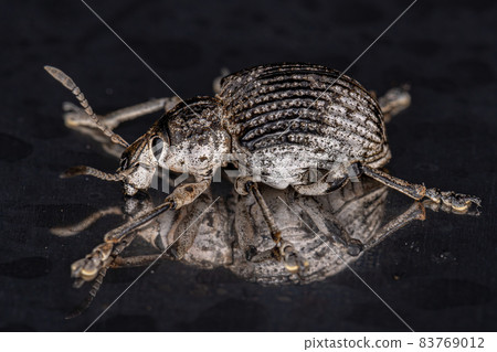 Adult White Broad-nosed Weevil Beetle 83769012