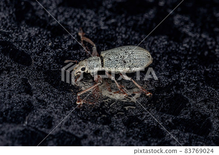 Adult Broad-nosed Weevil Adult Broad-nosed Weevil 83769024
