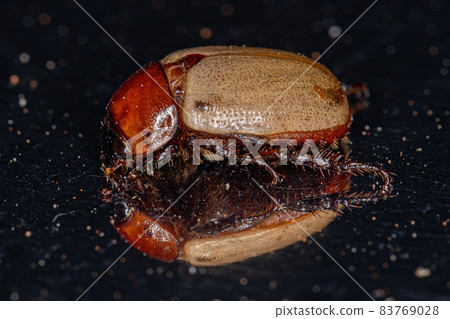 Adult Rhinoceros Beetle Adult Rhinoceros Beetle 83769028