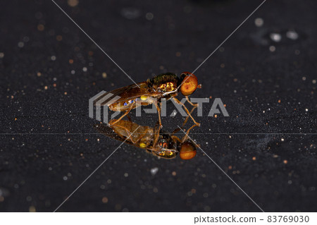 Adult Male Soldier Fly Adult Male Soldier Fly 83769030