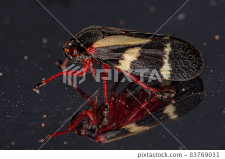 Adult Froghopper Insect Adult Froghopper Insect 83769031