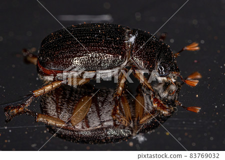 Adult Shining Leaf Chafer Beetle Adult Shining Leaf Chafer Beetle 83769032