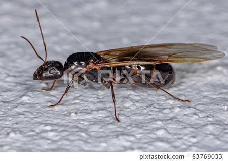 Adult Female Carpenter Queen Ant Adult Female Carpenter Queen Ant 83769033
