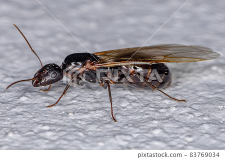 Adult Female Carpenter Queen Ant 83769034