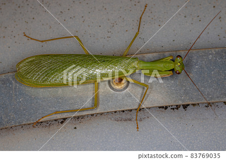 Adult Green Photinaid Mantis Adult Green Photinaid Mantis 83769035