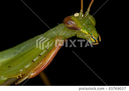 Adult Green Photinaid Mantis 83769037