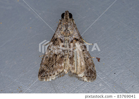 Adult Pyralid Snout Moth 83769041