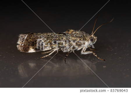 Adult Moth Insect Adult Moth Insect 83769043