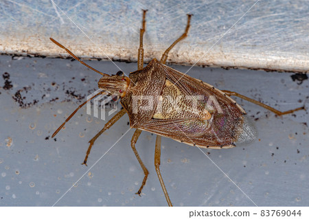 Adult Stink Bug Adult Stink Bug 83769044