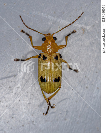 Yellow aadult leaf beetle Yellow aadult leaf beetle 83769045