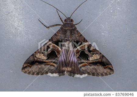 Adult Perpendicular Graphic Moth Adult Perpendicular Graphic Moth 83769046