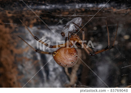 Adult Female Brown Widow Adult Female Brown Widow 83769048