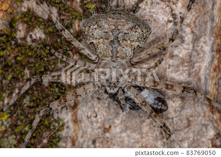 Adult Longspinneret Spider Adult Longspinneret Spider 83769050
