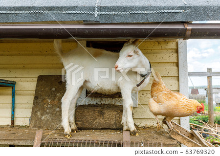 Goat and free range chicken on organic animal farm freely grazing in yard on ranch background. Hen chickens domestic goat graze in pasture. Modern animal livestock, ecological farming. Animal rights. Goat and free range chicken on organic animal farm freely grazing in yard on ranch background. Hen chickens domestic goat graze in pasture. Modern animal livestock, ecological farming. Animal rights. 83769320