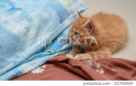 Cute ginger baby cat sitting on bed clothes. Cute ginger baby cat sitting on bed clothes. 83769469