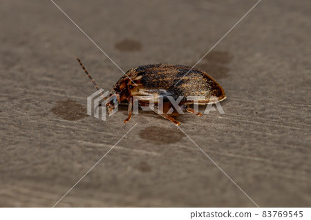 Adult Marsh Beetle 83769545