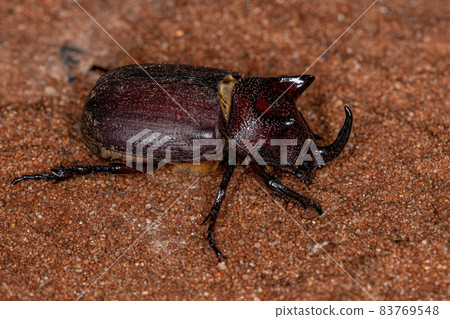Adult Rhinoceros Beetle 83769548