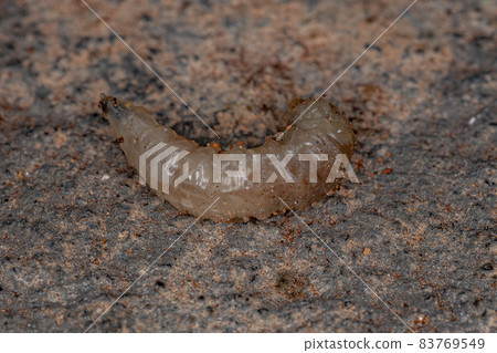 Brachyceran Fly Larva 83769549