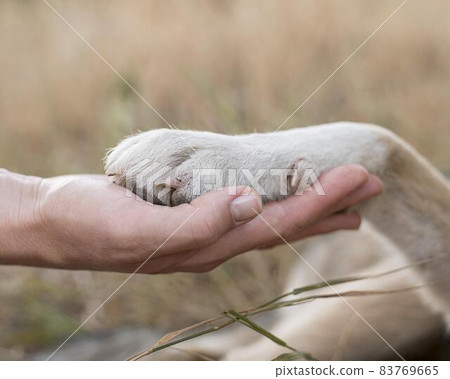 side view person holding dog s paw. High quality beautiful photo concept side view person holding dog s paw. High quality beautiful photo concept 83769665
