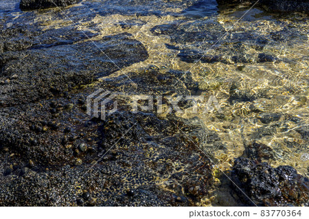 Close-up of volcanic stone beach rock with shells and barnacles on the water Close-up of volcanic stone beach rock with shells and barnacles on the water 83770364
