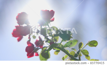 Close-up view of beautiful tropical flower of red color on green bush. Macro shot depth of field. Sunny day in California. Slow motion. Close-up view of beautiful tropical flower of red color on green bush. Macro shot depth of field. Sunny day in California. Slow motion. 83770415