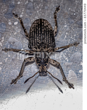 Adult White Broad-nosed Weevil Beetle Adult White Broad-nosed Weevil Beetle 83770449