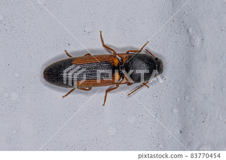 Adult Click Beetle Adult Click Beetle 83770454