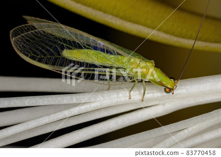 Adult Typical Green Lacewing 83770458