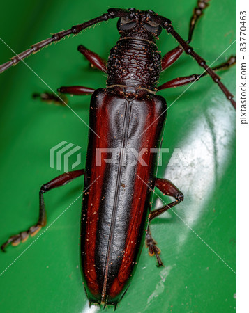 Adult Typical Longhorn Beetle Adult Typical Longhorn Beetle 83770463