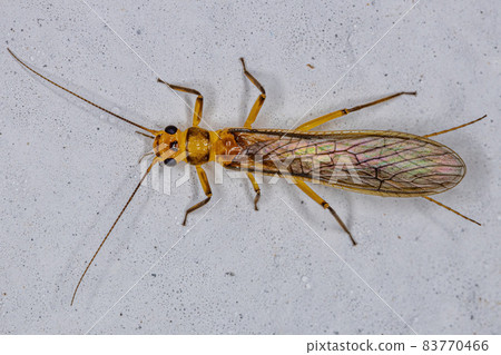 Adult Female Common Stonefly 83770466