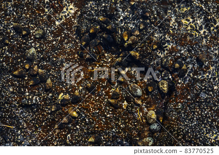 Close-up of volcanic stone beach rock with shells and barnacles on the water Close-up of volcanic stone beach rock with shells and barnacles on the water 83770525