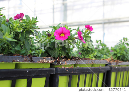 Tables of petunias growing in a greenhouse nursery 83770541