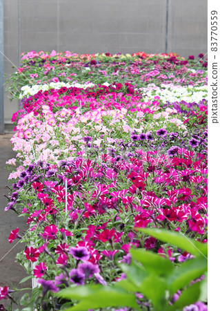 Tables of petunias growing in a greenhouse nursery 83770559