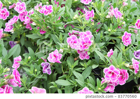 Delicated double pink petunias growing in clumps 83770560