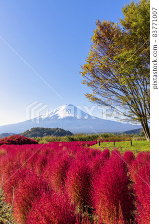 Mt. Fuji and Kokia (Lake Kawaguchi, October sunny) 83771007