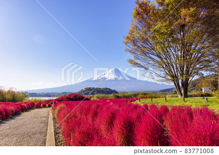 富士山和Kokia(河口湖,十月晴) 富士山和Kokia(河口湖,十月晴) 83771008