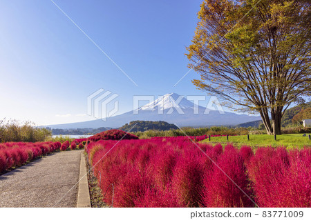 富士山和Kokia(河口湖,十月晴) 富士山和Kokia(河口湖,十月晴) 83771009