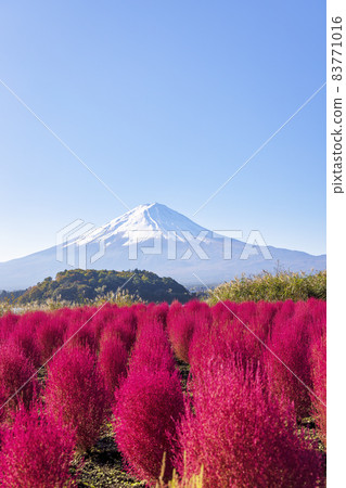 Mt. Fuji and Kokia (Lake Kawaguchi, October sunny) Mt. Fuji and Kokia (Lake Kawaguchi, October sunny) 83771016