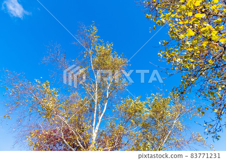 Lake Shirakaba (October autumn leaves sunny) Lake Shirakaba (October autumn leaves sunny) 83771231