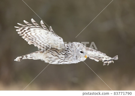 Grey Ural Owl, Strix uralensis fly through the winter forest. Beautiful bird in the nature habitat, Czech 83771790