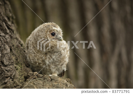 Nesting of Tawny Owl - on oak tree in forest. Bird of prey sitting on oak tree. Wildlife scene from Czech republic 83771791