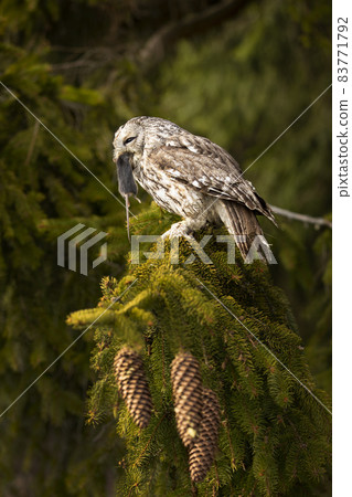 Owl with mouse in bill. Tawny Owl with catch animal. Bird in the nature habitat, Czech republic. Brown owl, Strix aluco sit on tree with prey. 83771792